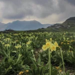 chalo pahaad homepage 14