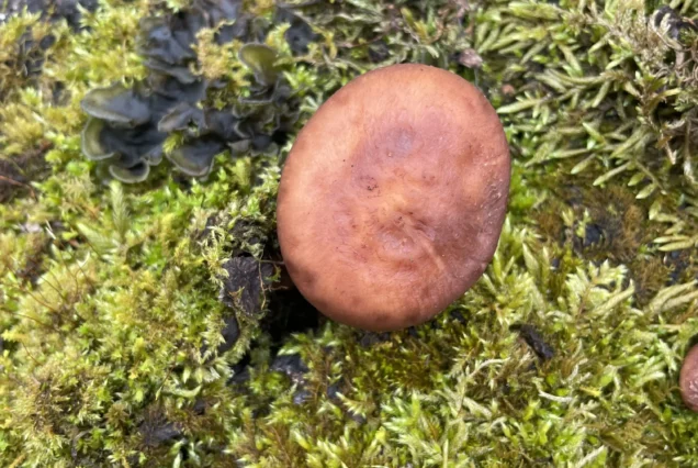 Dayara Bugyal Trek Package