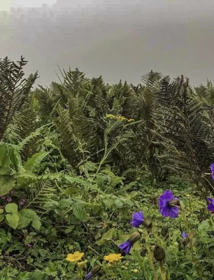 chalo pahaad homepage 20